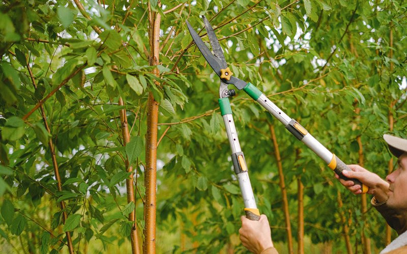Tree trimming in Chittenango, NY